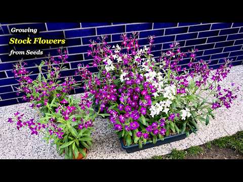 Growing Stock Flowers 🌸 from Seeds to Blooms in Containers & Planters - Full Guide