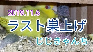 巣箱の中のヒナは...