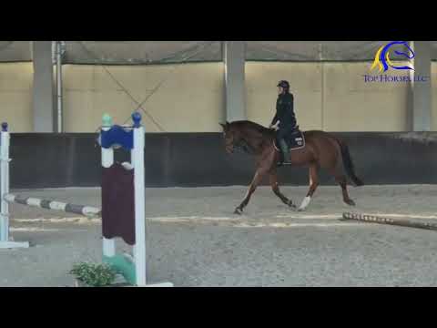 2021 Hannoverian stallion by Comme Il Faut  Schooling  FOR SALE