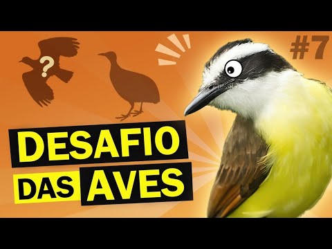 FIND OUT what you know about BRAZILIAN BIRDS in the BIRD QUIZ | CHALLENGE #7