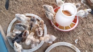 សូមអធ្យាស្រ័យបងប្អូនដែលត្រូវការទិញកូនមាន់យកទៅចិញ្ចឹម🙏💗