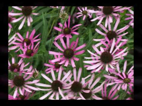 цъфнало е цвете шарено