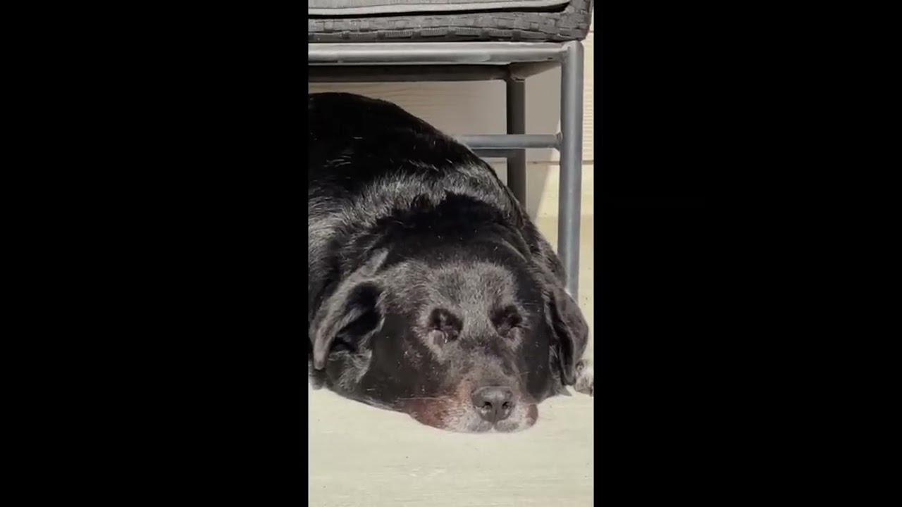 Enlarge Remington, a Adoptable mixed breed in Portland, OR video 6/6