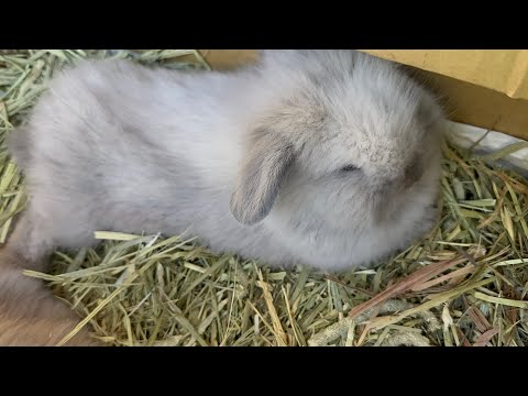 ミニライオンロップウサギ