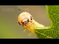 These Silk-Swinging Caterpillars Will Ruin Your Picnic | Deep Look