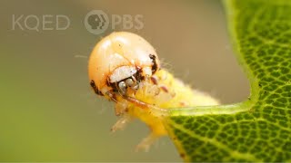 These Silk-Swinging Caterpillars Will Ruin Your Picnic | Deep Look