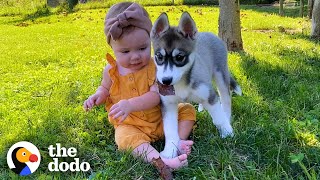 Little Girl And Her Husky Are The Same Age | The Dodo
