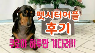 펫시터어플 펫플래닛 이용후기 강아지유치원 /애완동물 혼자두지마세요ㅠ 쿠로야 하루만 기다려!!