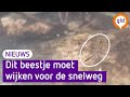 Extreem zeldzaam dier moet verhuizen voor A15