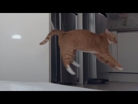 고양이 날다