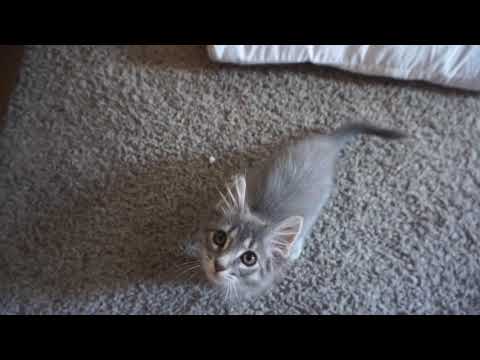 We have a theme song!! FT. Stella the cat