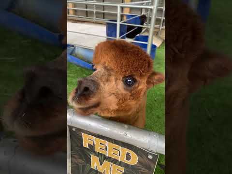 Alpaca at Rimba Razia, Hulu Terengganu 🦙 #terengganu #animals #minizoovlog #minizoo