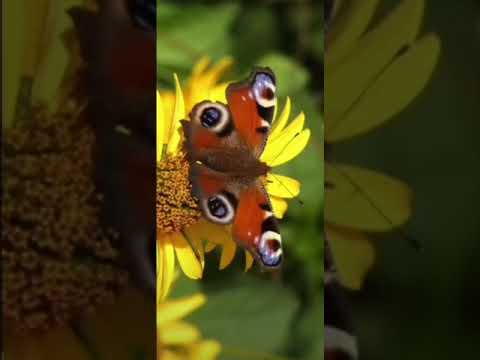 Ma Tan Par Buu "မတန်ပါဘူး"