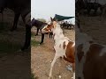 Update Horse Mandi Aminpur Faisalabad Horse For Sale Riding Horse Beautiful Horse Village Round