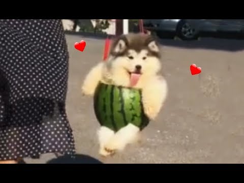 download lagu mp3 mp4 Dogs And Melon, download lagu Dogs And Melon gratis, unduh video klip Dogs And Melon