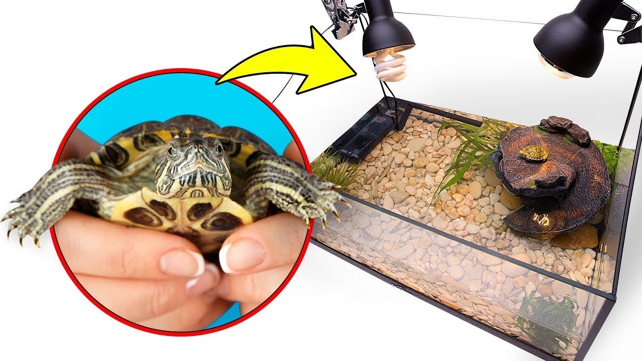 Watch Las tortugas se mudan a su nuevo y más espacioso hogar Now Las tortugas se mudan a su nuevo y más espacioso hogar