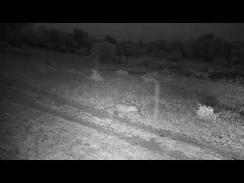 Djuma: Lone Hyena with floppy left ear known as June - 14:01 - 11/10/2023