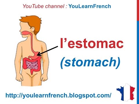 comment nettoyer systeme digestif