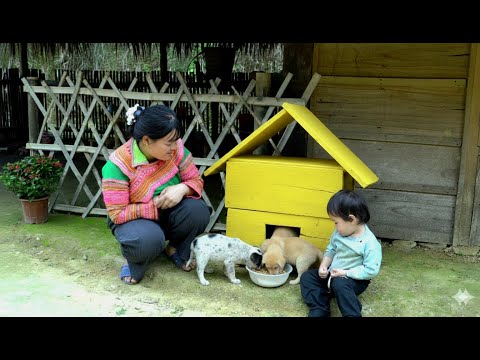 Harvesting the last oranges of the season | Making a tiny house dog ​​named Milo