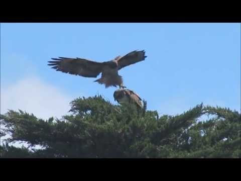 red-tailed hawk's nest and around on April 7, 2015 (Tsunami speakers hawks)