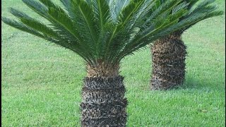 The Incredible and Easy to Grow Sago PALM The Incredible and Easy to Grow Sago PALM