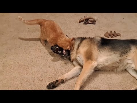 Immovable object - Unstoppable force