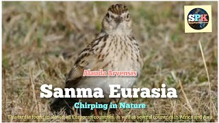 Download lagu Sanma Eurasia - Branjangan Eropa Chirping in Nature mp3 Download lagu Sanma Eurasia - Branjangan Eropa Chirping in Nature mp3