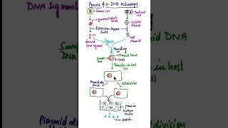 Process of Recombinant DNA technology/Steps in genetic engineering #shorts #biotech
