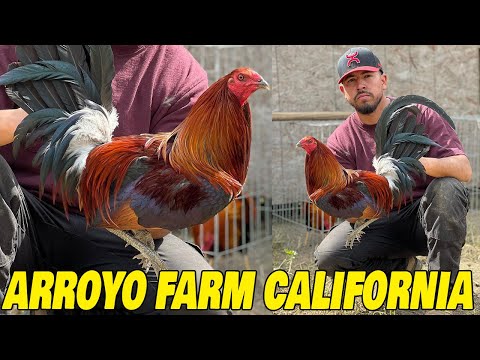 CALIFORNIA Beautiful Birds Arroyo Farm Napa California USA