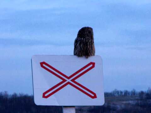 Birding Slovakia - Strix uralensis - Sova dlhochvostá