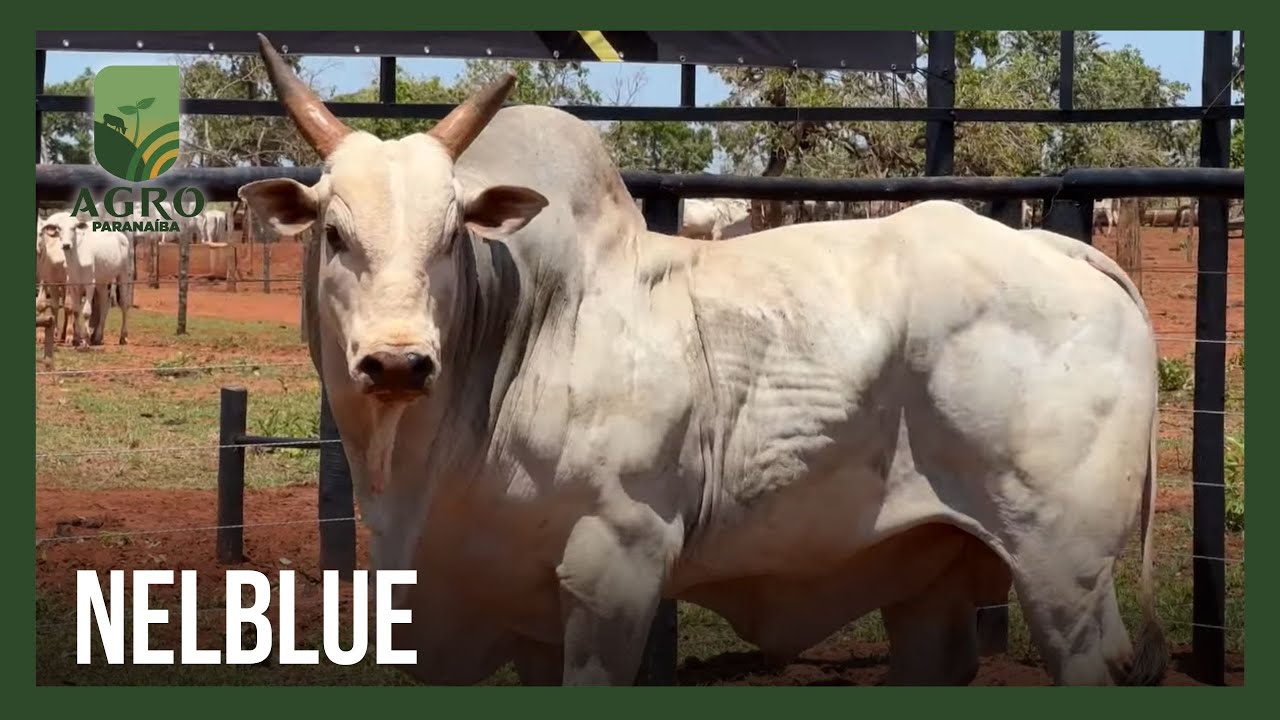 GENÉTICA NO CAMPO: Cientista desenvolve DNA mais resistente para Nelore | AGRO PARANAÍBA