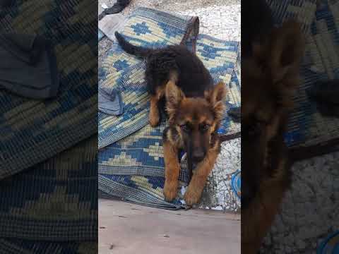 I have purchased German Shepherd long hair dog - 2 months old