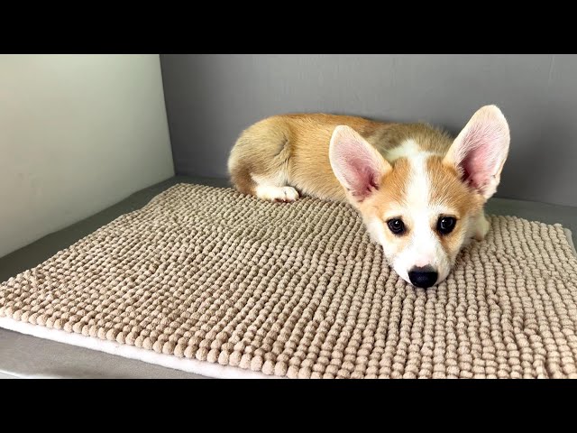 (子犬) 犬種：ウェルシュ・コーギー・ペンブローク 男の子 ブリーダー マロニエケンネル　MARRONNIER KENNEL k4046の画像
