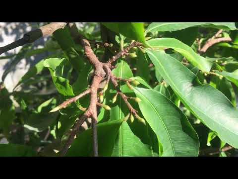 Vặt lá mai miền Bắc vào thời điểm nào