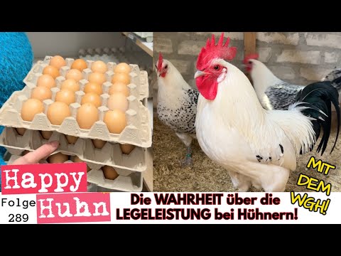 Die Wahrheit über die Legeleistung alter Hühnerrassen! Wie viele Eier legen Hühner? HAPPY HUHN E289