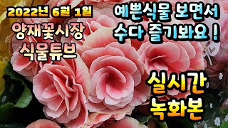 2022년 6월 1일 수요일   예쁜식물들  보면서  수다즐겨봐요 #양재꽃시장 #식물튜브