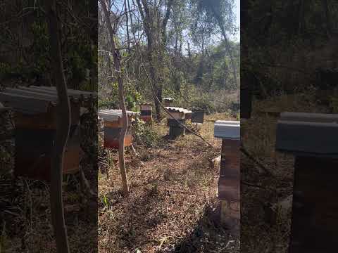 Vídeo Apicultura Borges