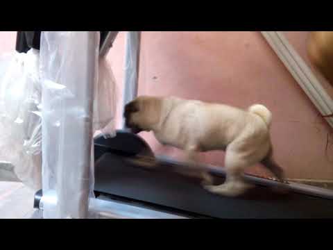 My Pug dog is running machine