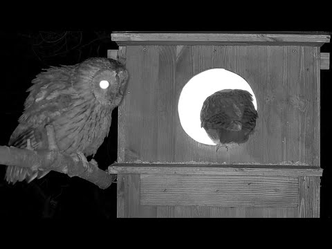 Tawny owls checking out the nest box ❤️