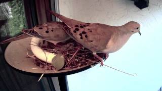 Doves chicks die in nest; How the parents reacted