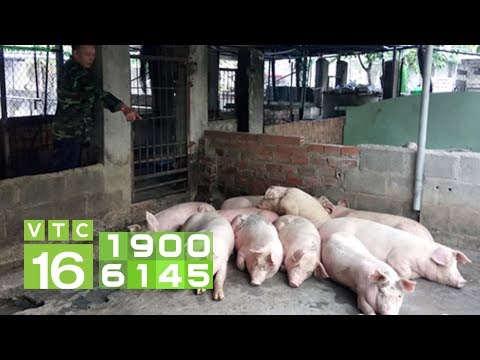, title : 'Lợn 70 kg bỏ ăn, bụng đầy giun sán: Nguyên nhân cách chữa | VTC16'