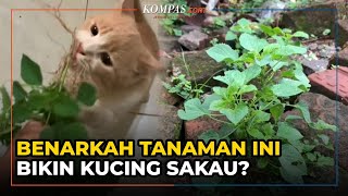 Download lagu Viral Tanaman yang Disebut Bikin Kucing Sakau, Ini Kata Ahli mp3 Download lagu Viral Tanaman yang Disebut Bikin Kucing Sakau, Ini Kata Ahli mp3