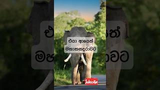 Download lagu ආයෙත්නම් හිරිහැර කරන්න එපා යාළුවනේ 🐘❤️ #shorts #viralvideo #youtube #mihinthale mp3 Download lagu ආයෙත්නම් හිරිහැර කරන්න එපා යාළුවනේ 🐘❤️ #shorts #viralvideo #youtube #mihinthale mp3