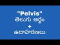 Pelvis meaning in telugu with examples | Pelvis తెలుగు లో అర్థం @meaningintelugu