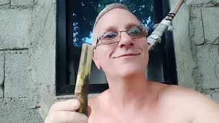 No 💰, Sugar cane plant Tea good nutrients for plants