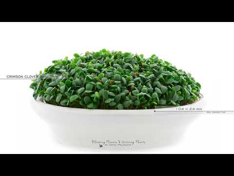 Crimson Clover Sprouts Growing Timelapse [microgreens Trifolium incarnatum]