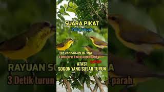 Download lagu Suara pikat sogon yang susah turun#shorts #pikatburung #suarapikat #suaraburung #sogon #pikatsogon mp3