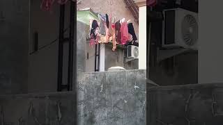 Download lagu Segar sekali pemandangan di pagi hari.. Disuguhi jemuran tetangga yg baru di cuci mp3 Download lagu Segar sekali pemandangan di pagi hari.. Disuguhi jemuran tetangga yg baru di cuci mp3
