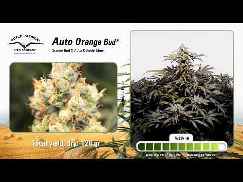 Auto Orange Bud® - Time-Lapse of Growing Cannabis