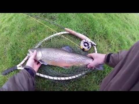 Tigerørred 1,7 kg Klasse 3 fluge stang